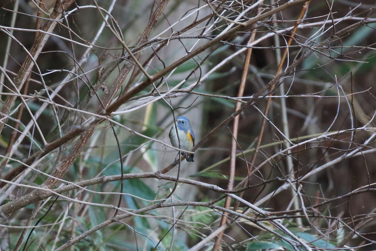 藍尾鴝 - ML647473080