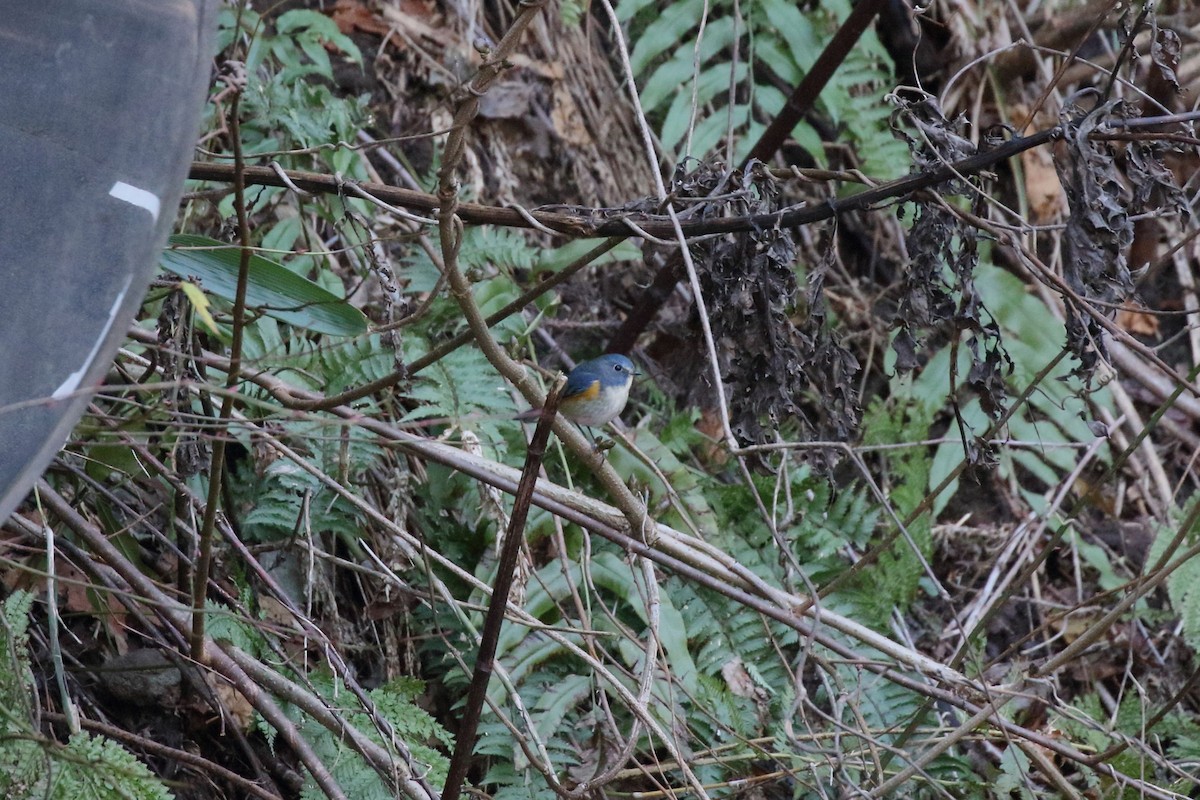 藍尾鴝 - ML647473081