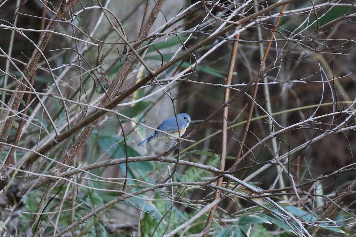 藍尾鴝 - ML647473082