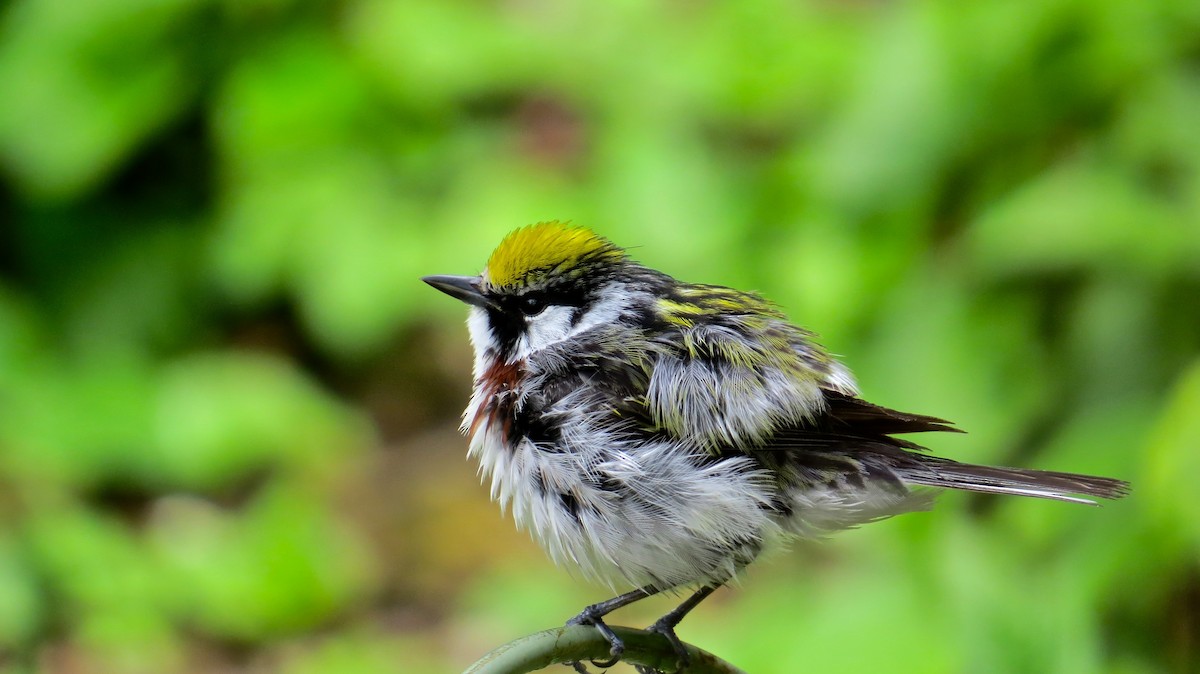 Chestnut-sided Warbler - ML647473092