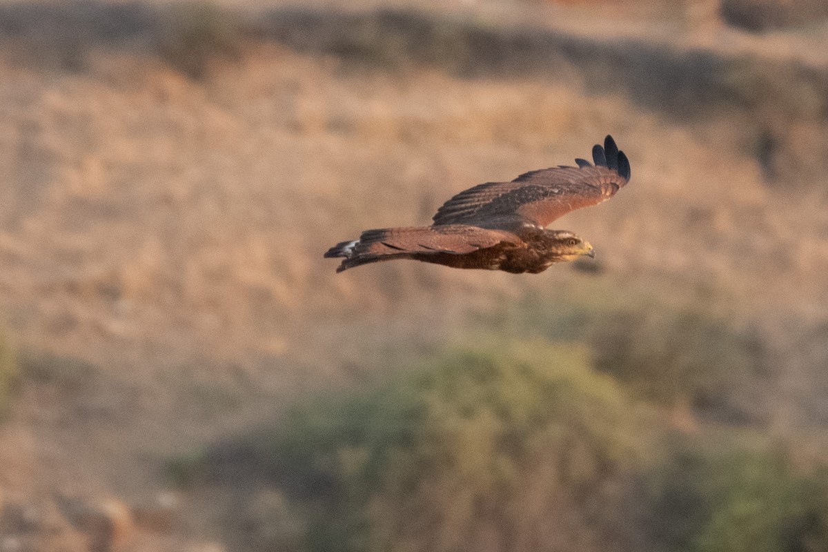 Busardo Sabanero - ML647473100