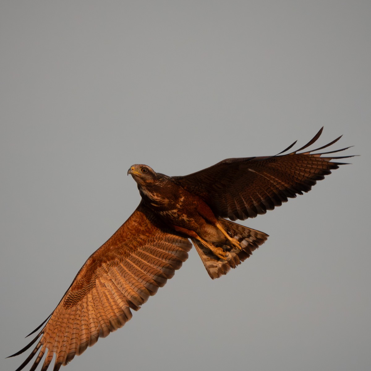 Busardo Sabanero - ML647473101