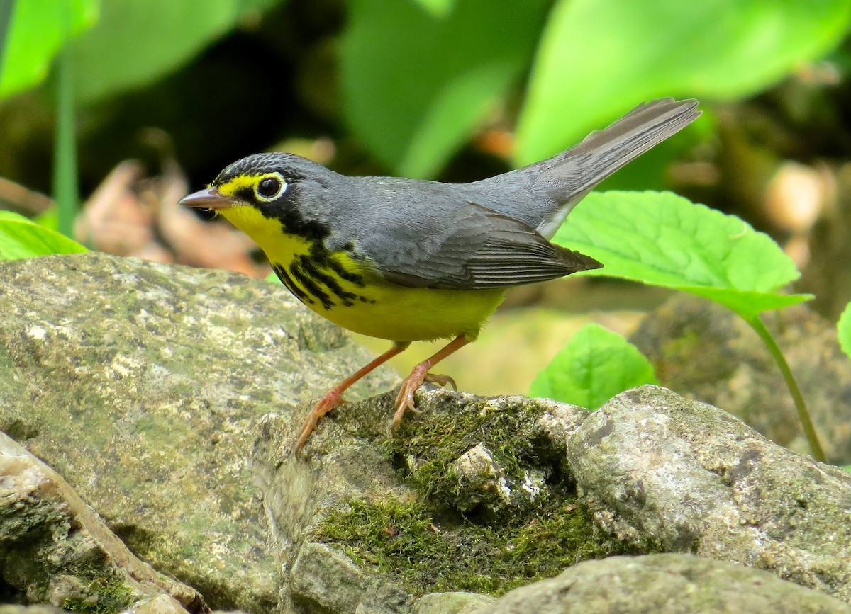 Болотянка строкатовола - ML647473105