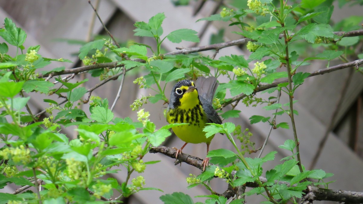 Болотянка строкатовола - ML647473106