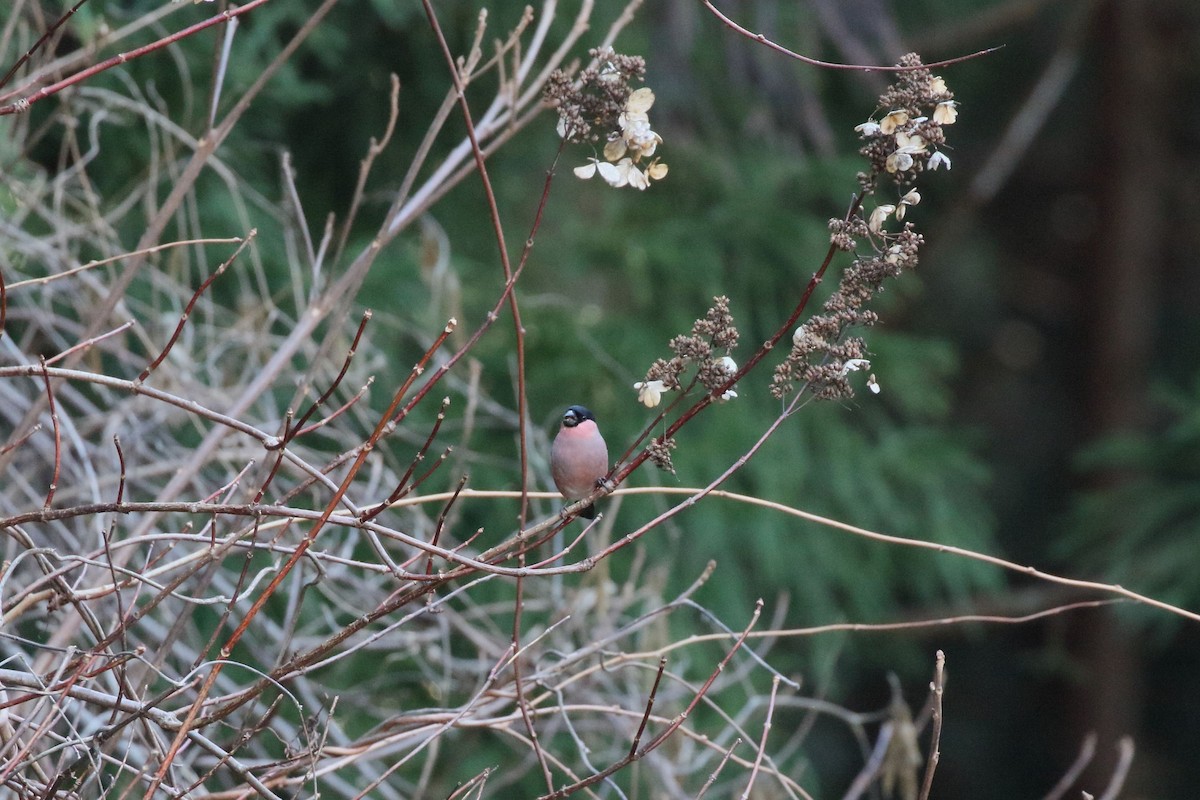 歐亞鷽 - ML647473126