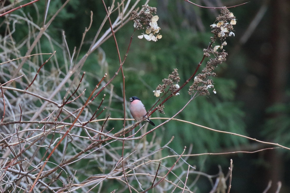歐亞鷽 - ML647473127