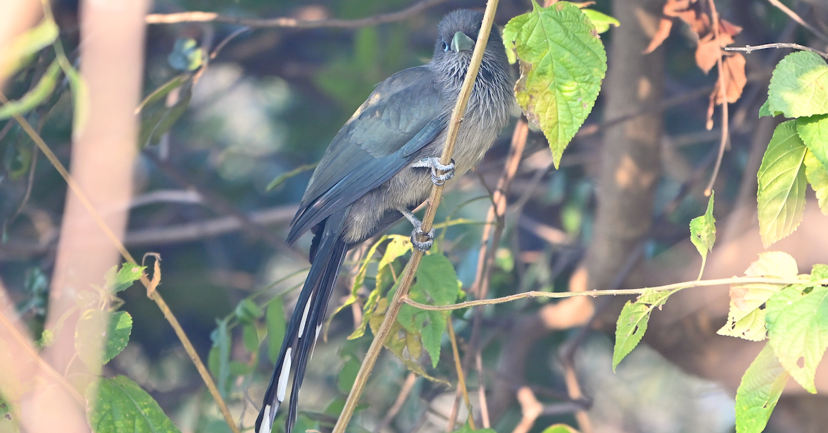 Blue-faced Malkoha - ML647473131
