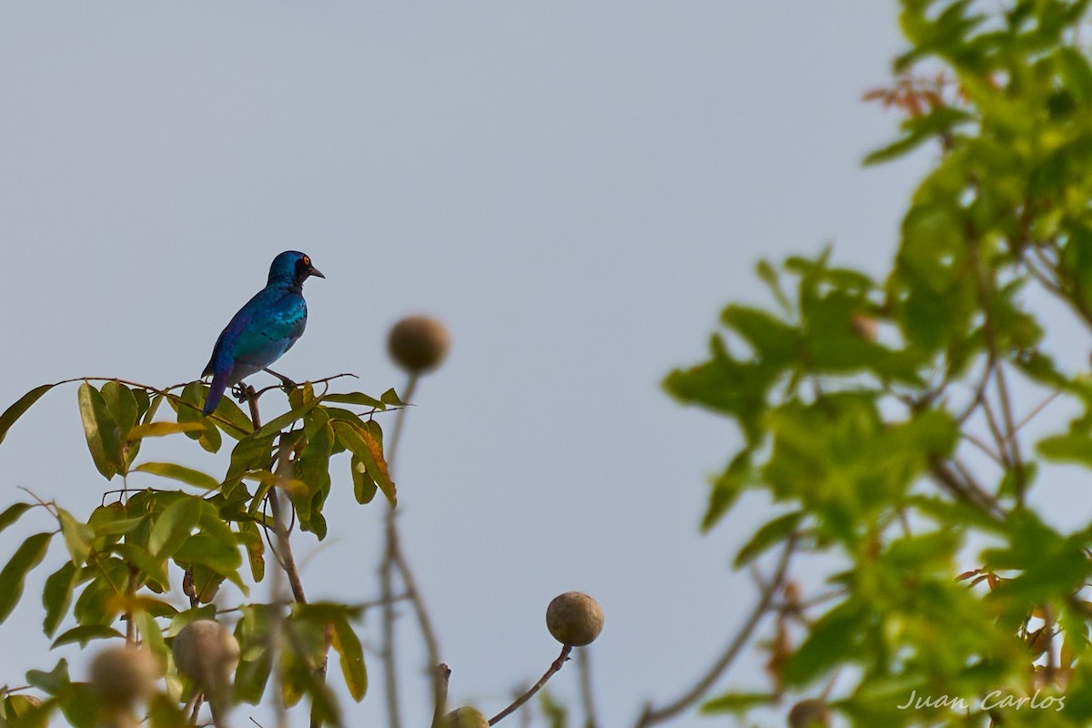 Purple Starling - ML647473160