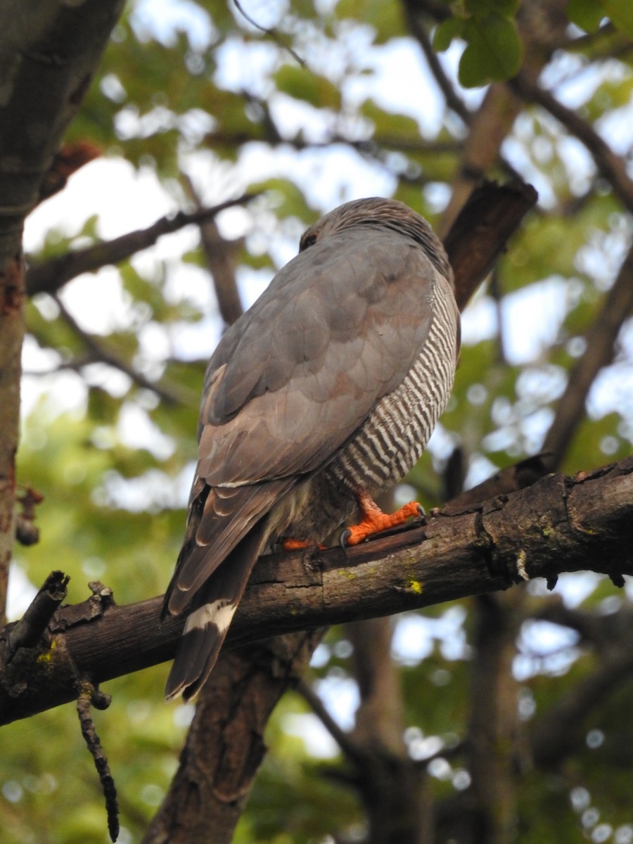 Lizard Buzzard - ML647473166