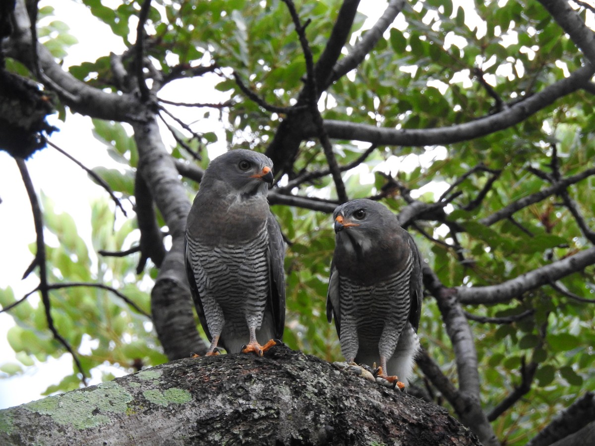 Lizard Buzzard - ML647473168
