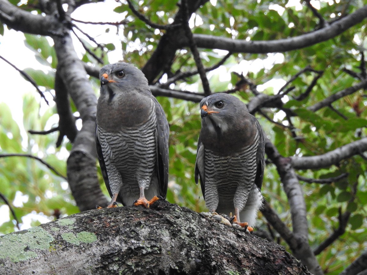 Lizard Buzzard - ML647473169