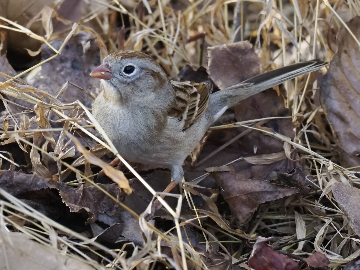 Field Sparrow - ML647473172