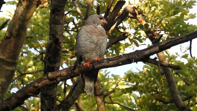 jestřábek pestrý - ML647473179