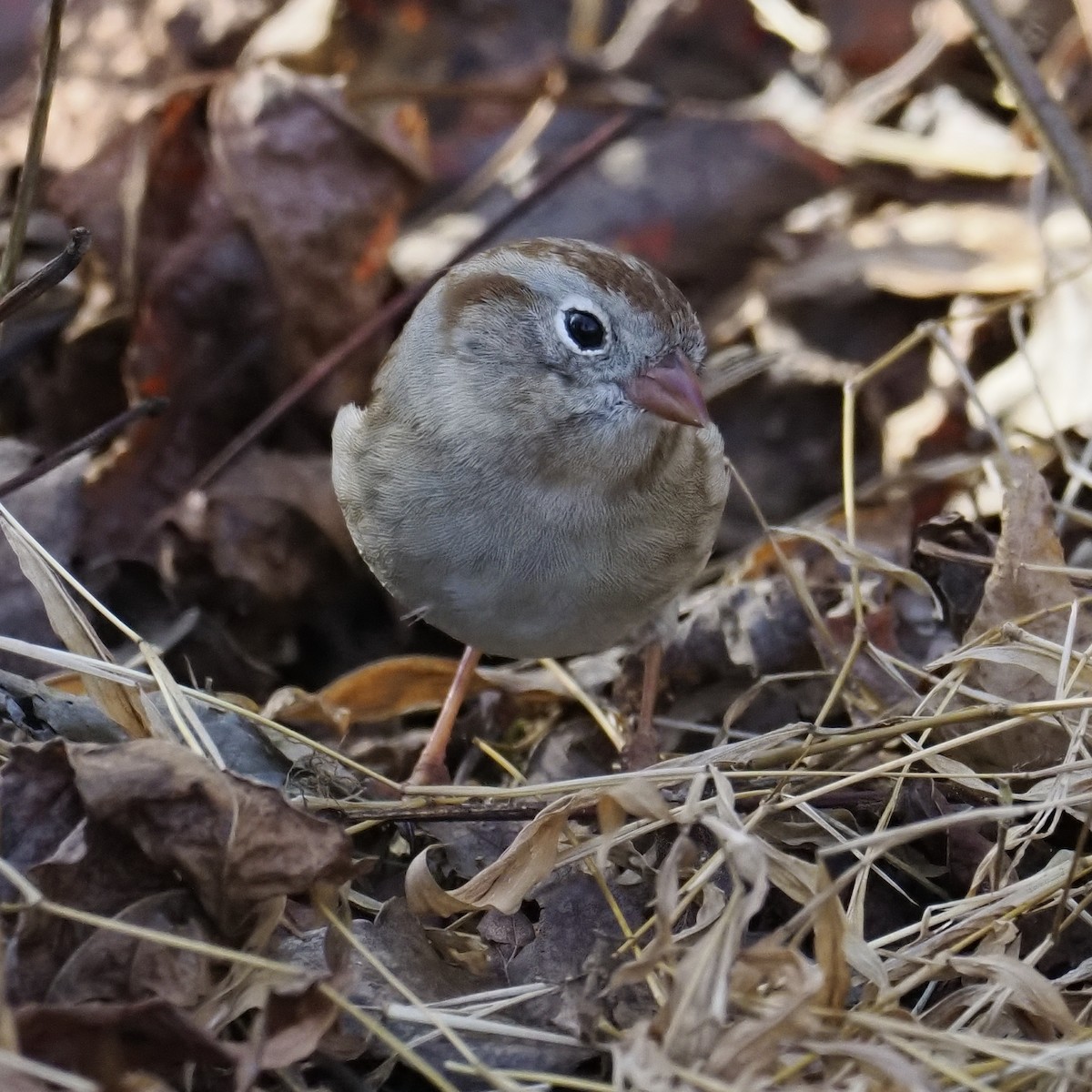 Field Sparrow - ML647473195