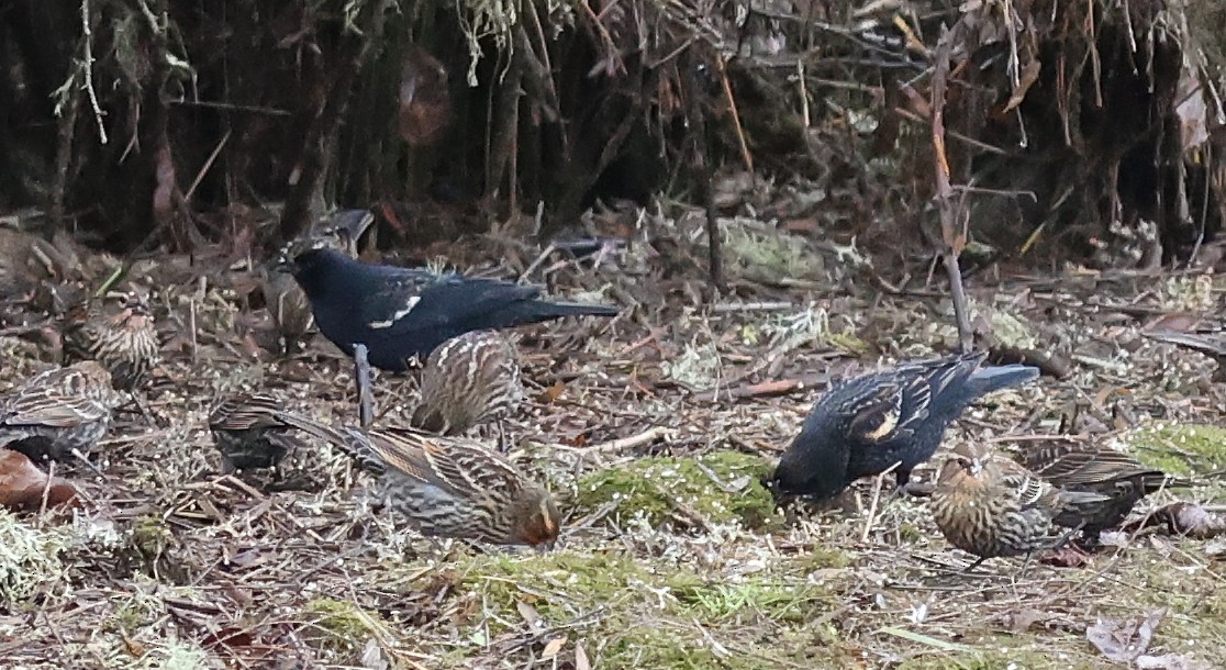 Tricolored Blackbird - ML647473196