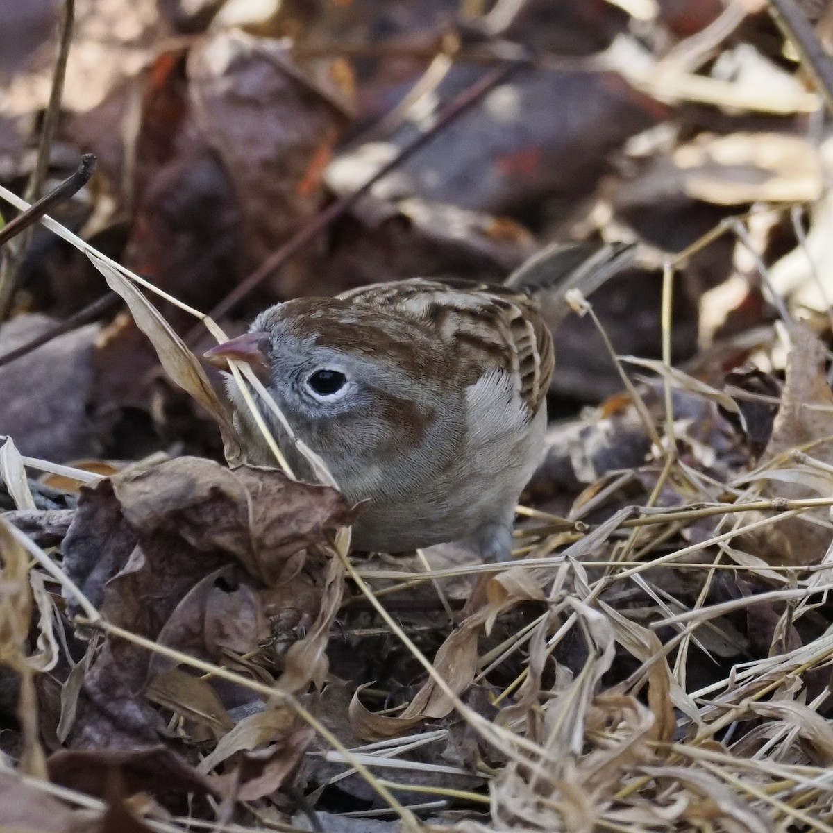 Field Sparrow - ML647473215