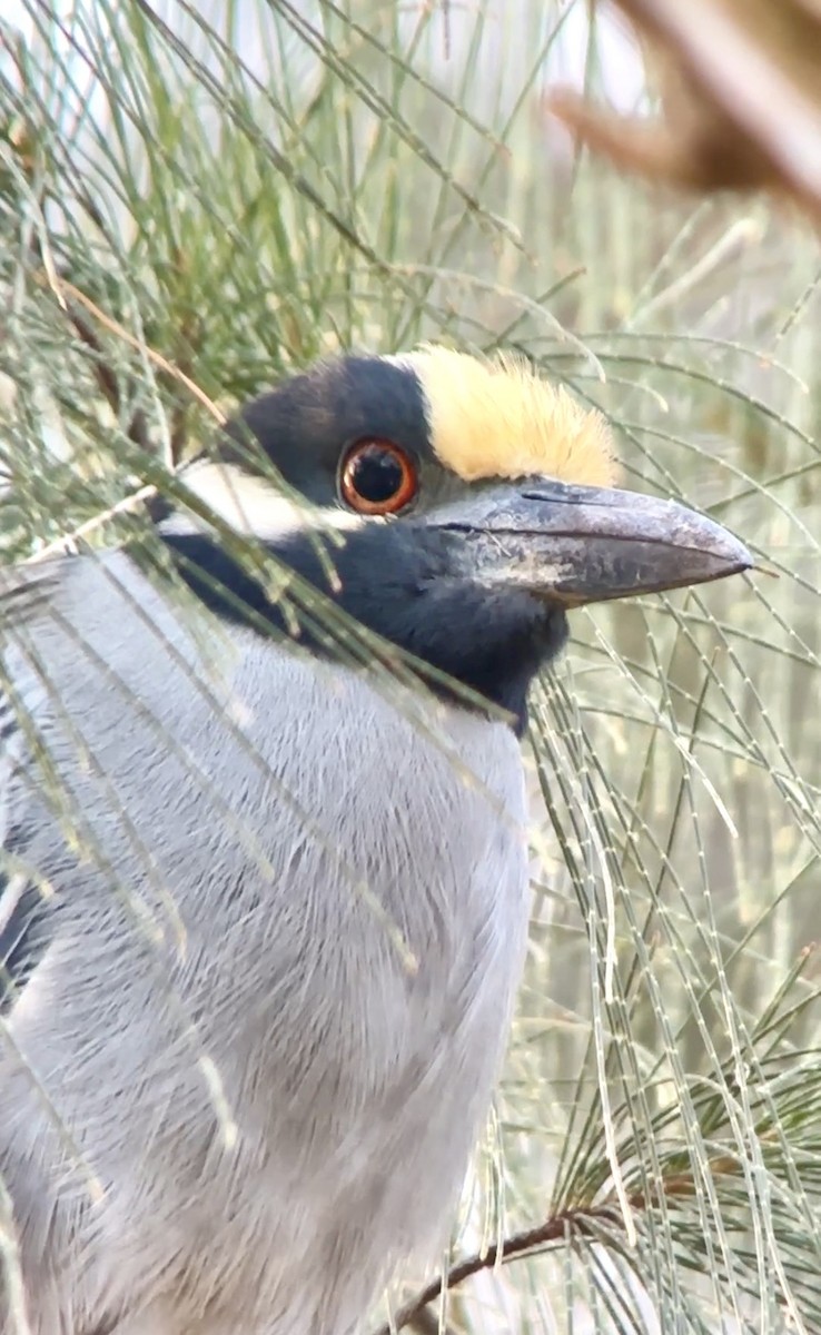 Yellow-crowned Night Heron - ML647473224