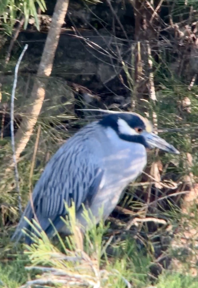 Yellow-crowned Night Heron - ML647473225