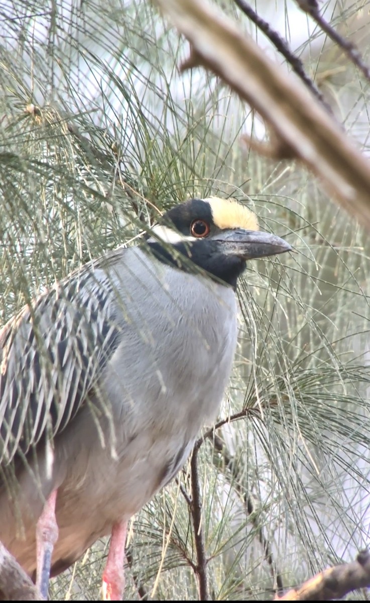 Yellow-crowned Night Heron - ML647473226