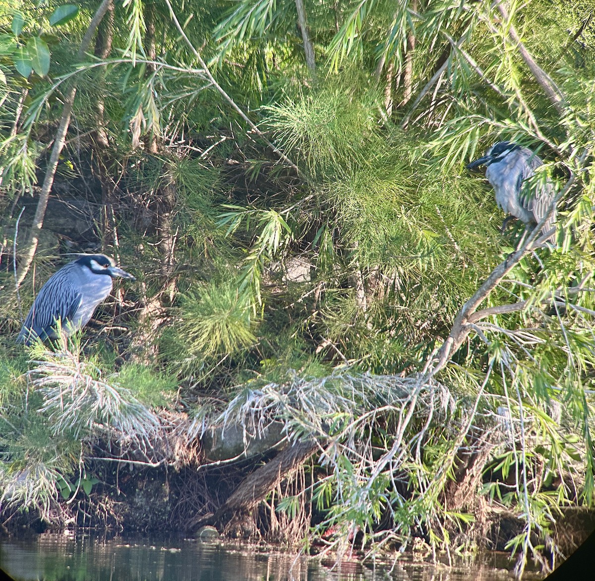 Yellow-crowned Night Heron - ML647473227