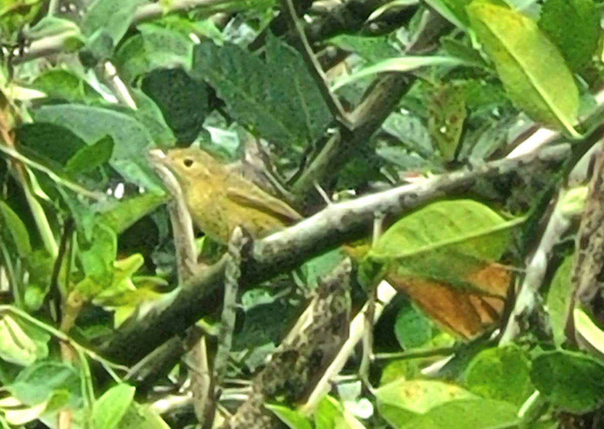 Reinita Amarilla/de Manglar - ML647473232