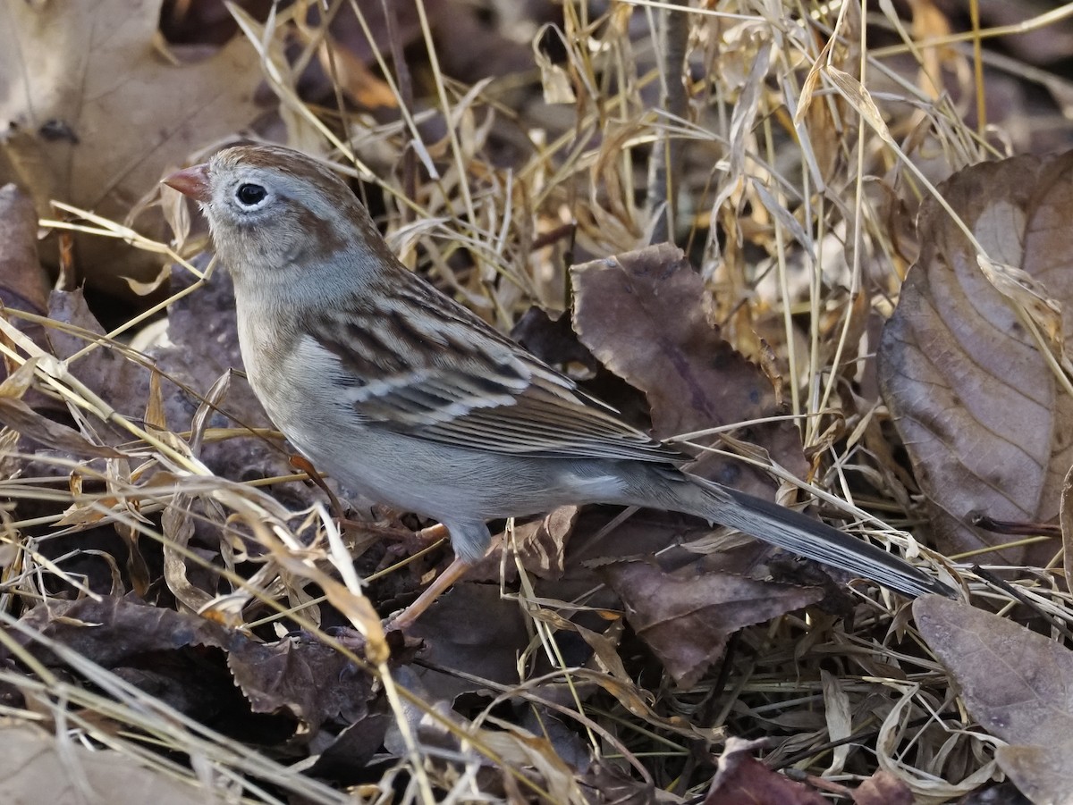 Field Sparrow - ML647473236