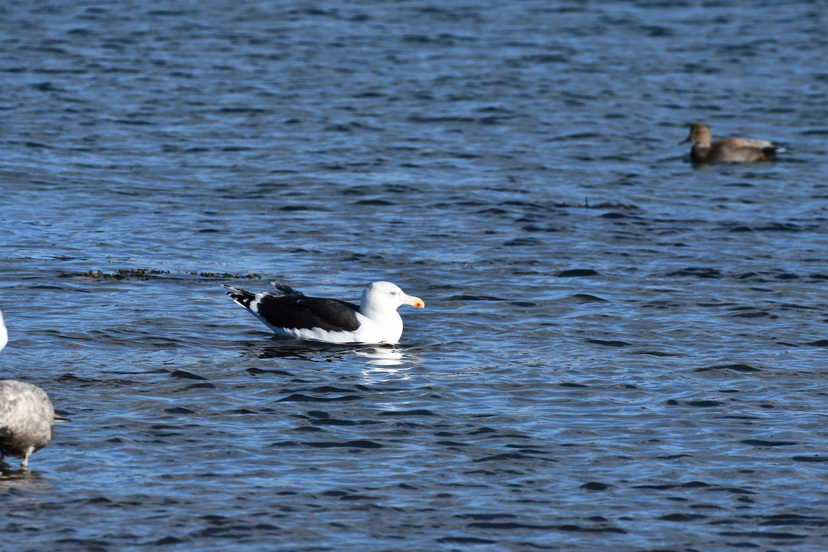 Büyük Kara Sırtlı Martı - ML647473248