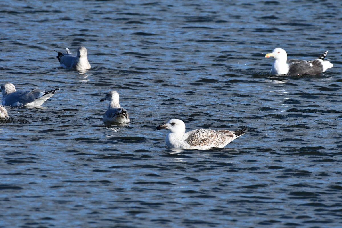 Büyük Kara Sırtlı Martı - ML647473251