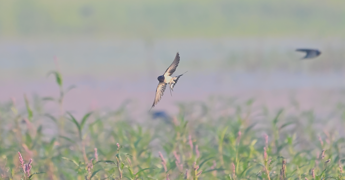 vlaštovka obecná - ML647473252