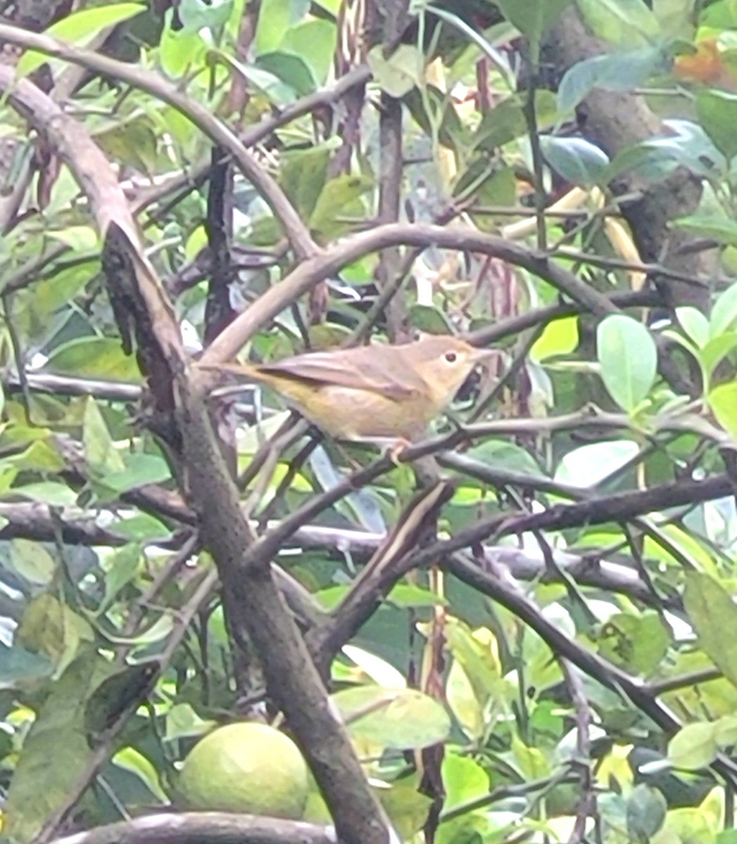 Reinita Amarilla/de Manglar - ML647473256