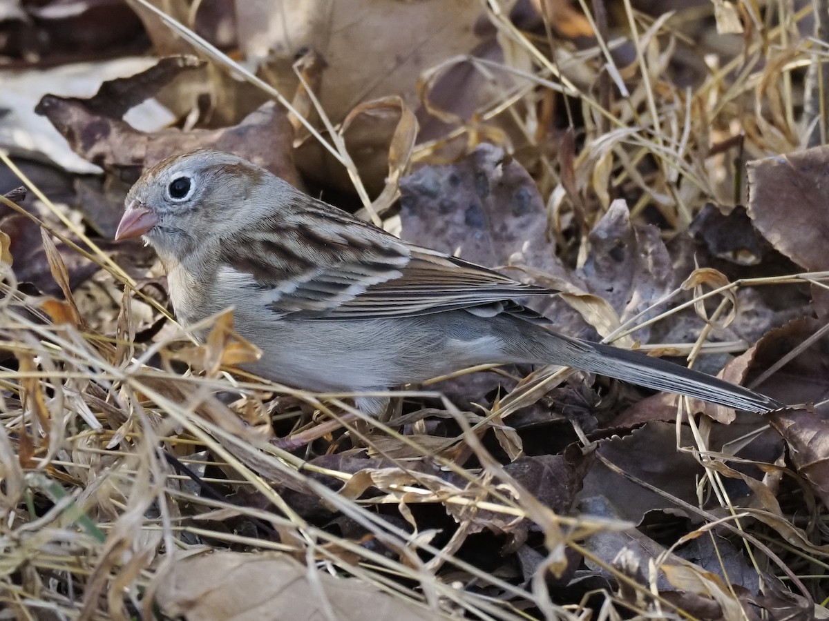 Field Sparrow - ML647473258
