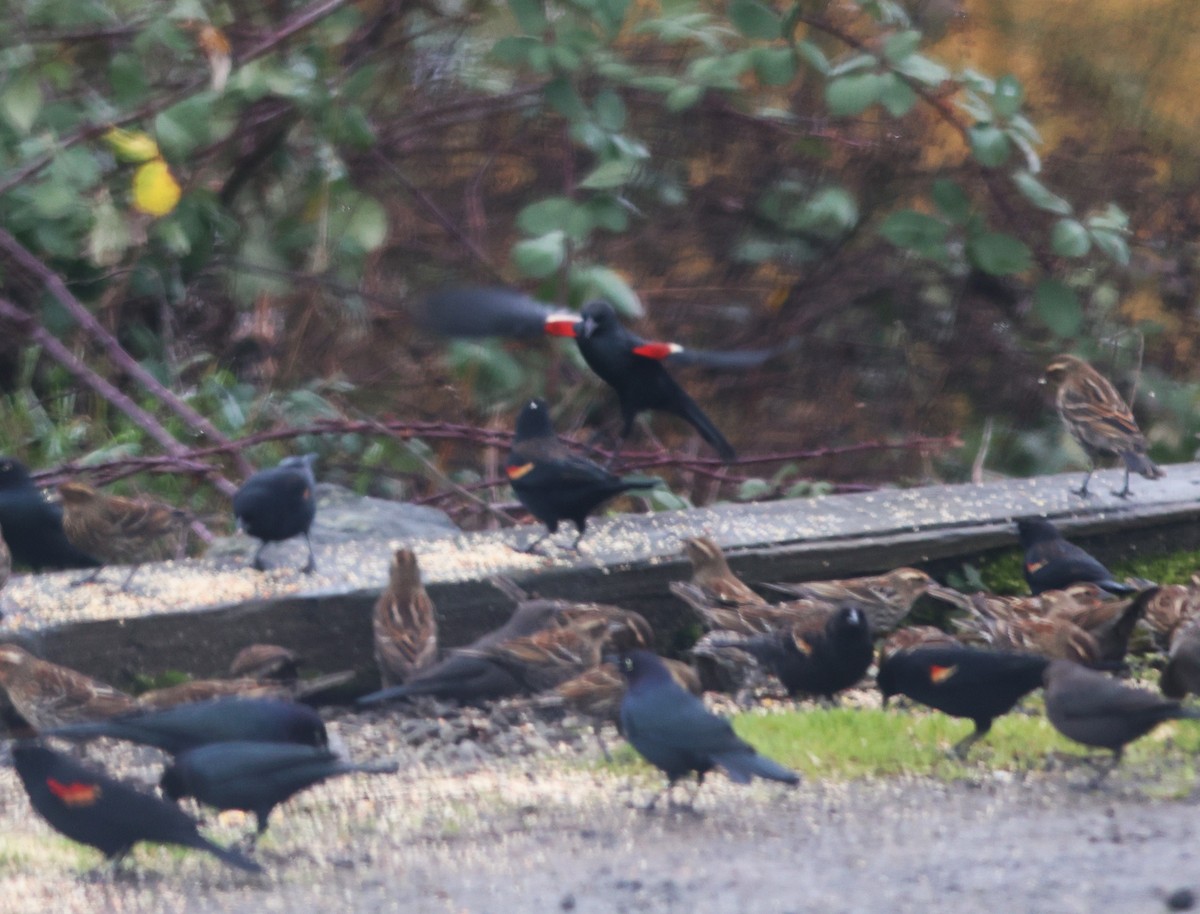 Tricolored Blackbird - ML647473260
