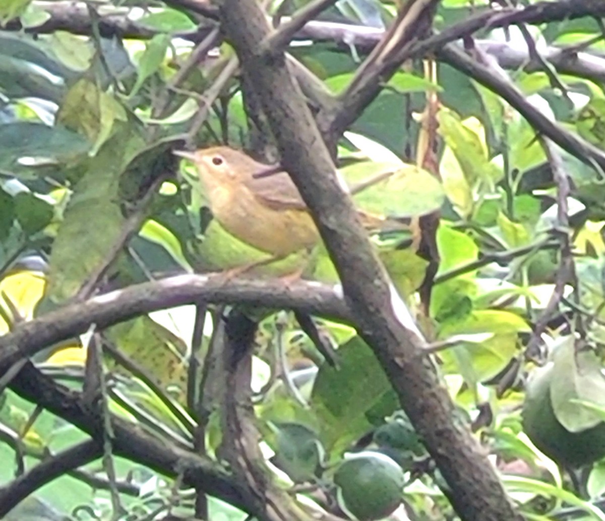 Reinita Amarilla/de Manglar - ML647473263