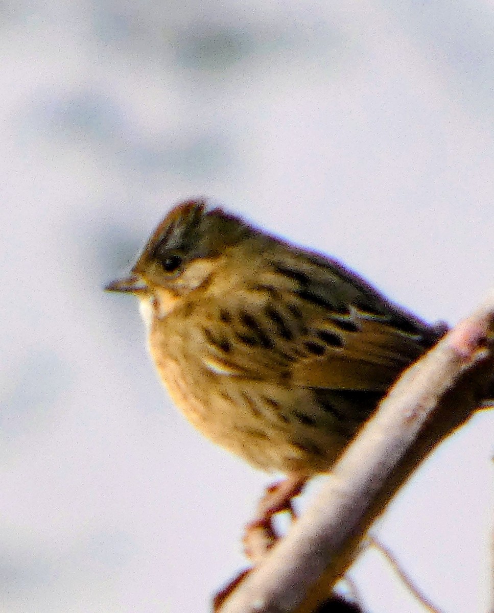 Lincoln's Sparrow - ML647473276