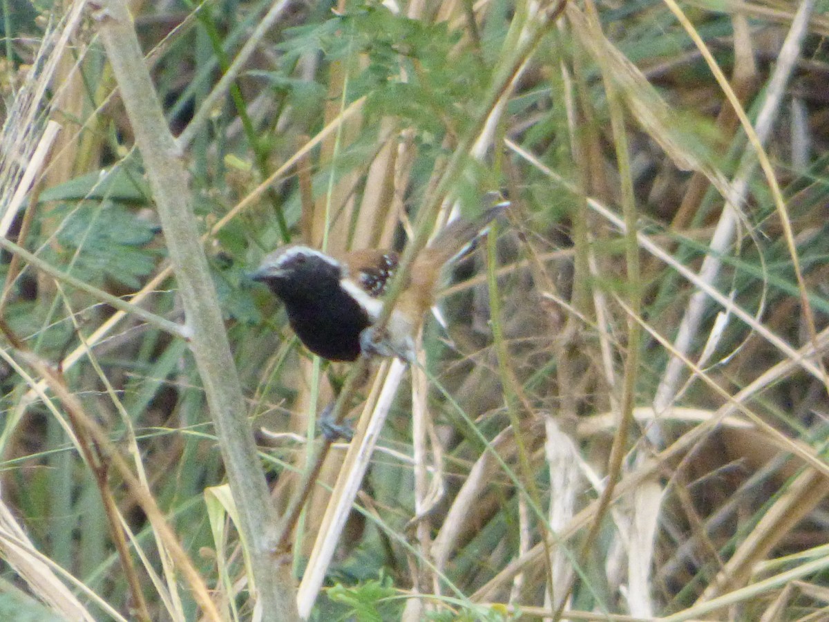 Rusty-backed Antwren - ML647473298