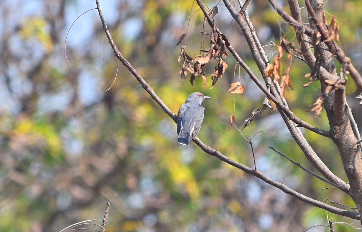 Gray-bellied Cuckoo - ML647473301