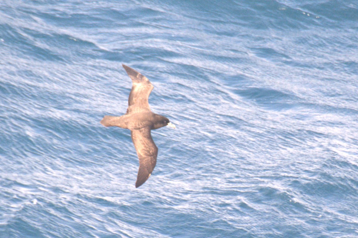 White-chinned Petrel - ML647473309