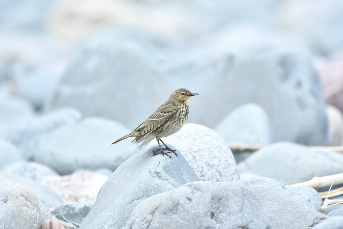Rock Pipit - ML647473317