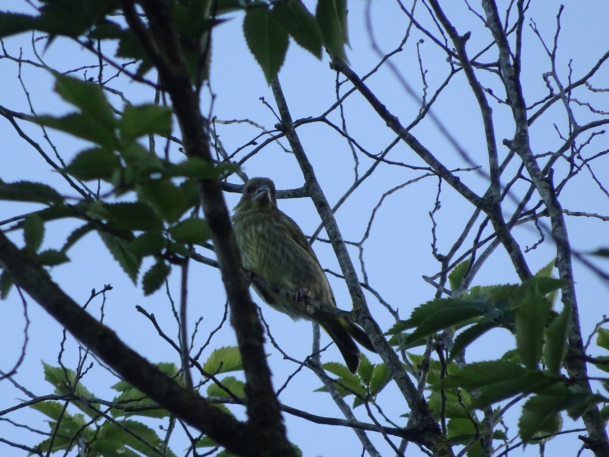 European Serin - ML647473320