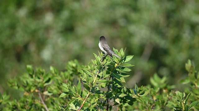 tyranovec domácí - ML647473326