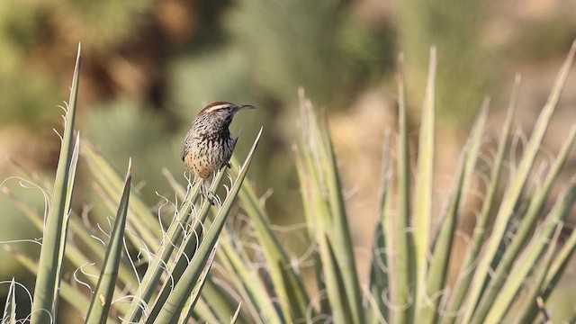 střízlík kaktusový - ML647473330