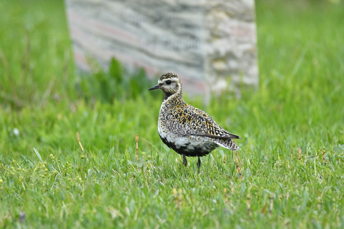 Сивка звичайна - ML647473337