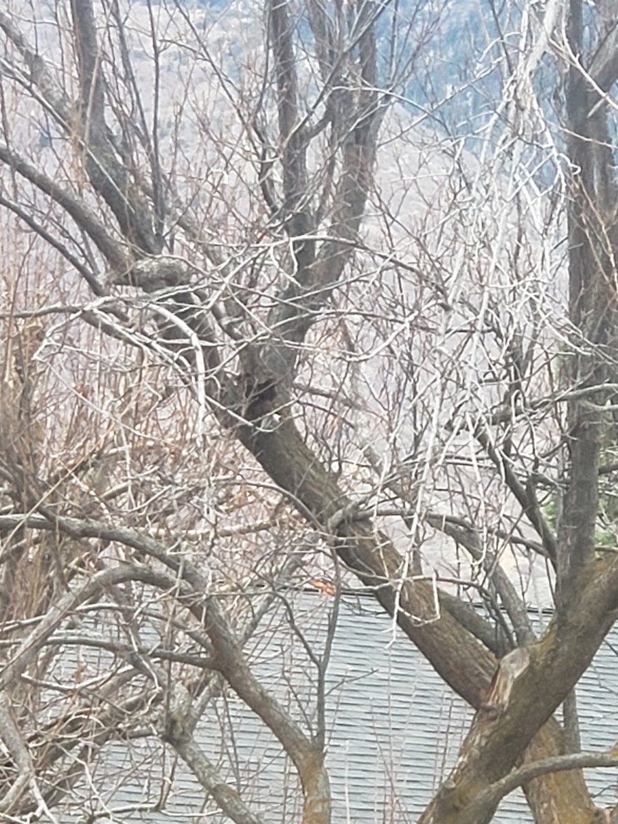 sýkora černohlavá - ML647473351