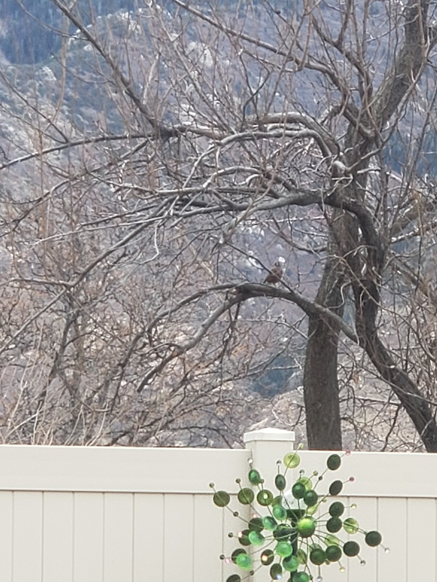 drozd stěhovavý - ML647473363