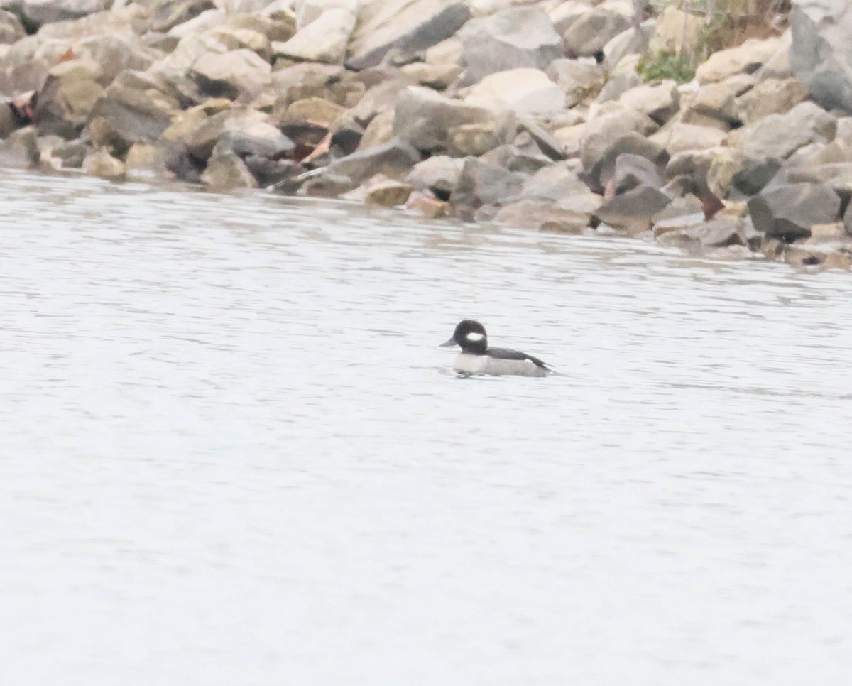 Гоголь-головастик - ML647473366