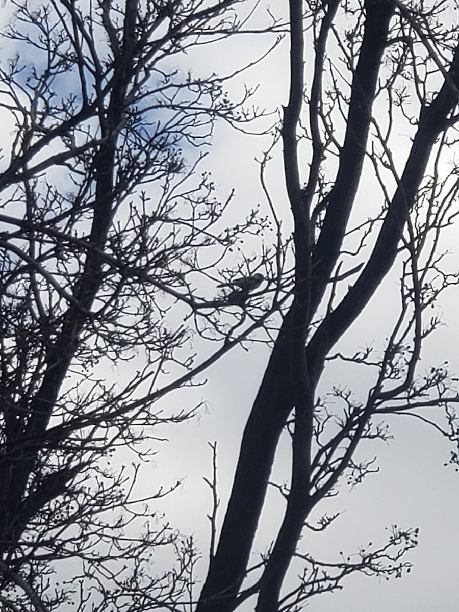 drozd stěhovavý - ML647473368