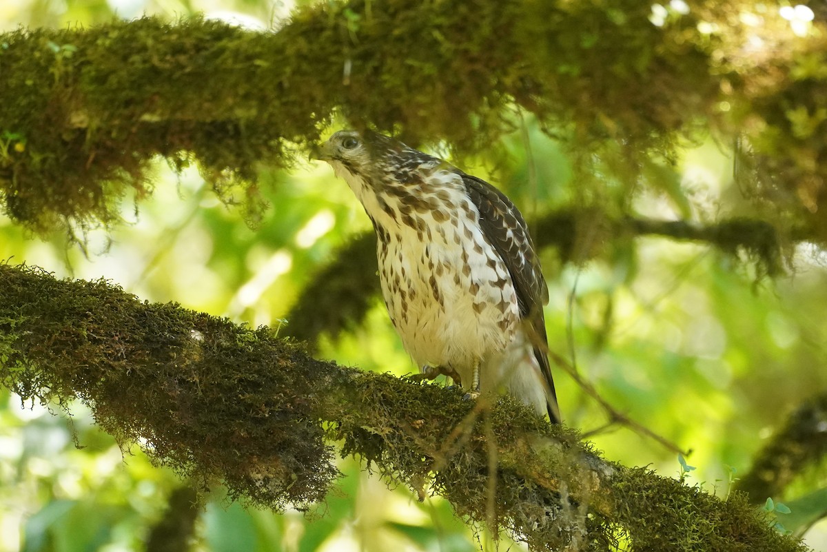 Broad-winged Hawk - ML647473388