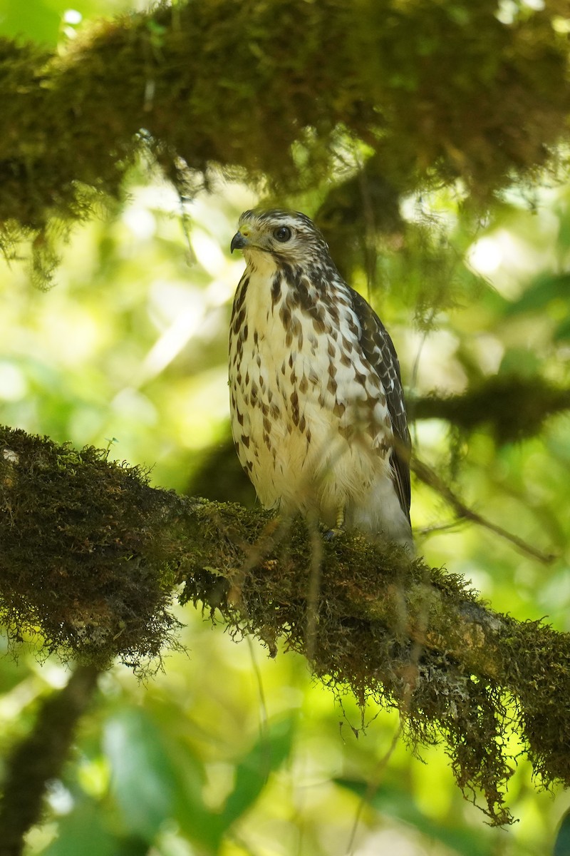 Broad-winged Hawk - ML647473389