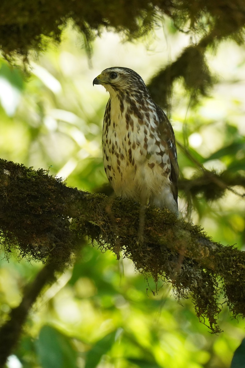 Broad-winged Hawk - ML647473392