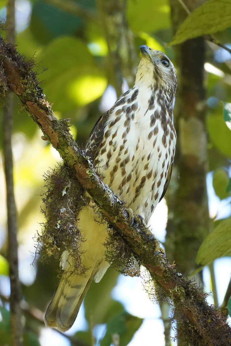 Broad-winged Hawk - ML647473393